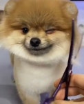 털깎아줘서 기분좋은 댕댕이 - DogDrip.Net 개드립