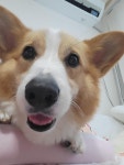 우리집 멍멍이나 보고가라 - DogDrip.Net 개드립