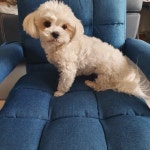 우리집 강아지 좀 보고가라 - DogDrip.Net 개드립