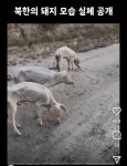 북한 돼지 - DogDrip.Net 개드립