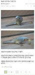 그 과일가게 아저씨는 왜 직박구리에게 포도를 주었나 - DogDrip.Net 개드립