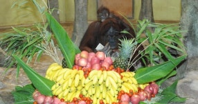 채식위주로 먹어야하는이유 - DogDrip.Net 개드립