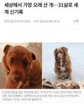 2023기준 31살 강아지 - DogDrip.Net 개드립