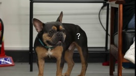 못생겨서 개들한테 왕따당하는개 - DogDrip.Net 개드립