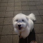 우리집 강아지 자랑 - DogDrip.Net 개드립