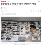 약혐) 천안 봉명동 한 가정집서 고양이 사체 500여구 발견 - DogDrip.Net 개드립