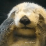 눈 비비는게 안구에 안 좋은 이유 - DogDrip.Net 개드립