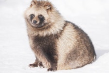 한겨울에 돌아다니는 너구리 - DogDrip.Net 개드립