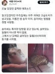 고통과 절망의 슈퍼-밀웜.twt - DogDrip.Net 개드립