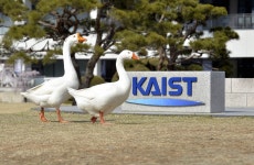 카이스트에서 거위를 키우는 이유 - DogDrip.Net 개드립