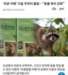 라쿤 카페 다음 주부터불법.동물 복지 강화. - DogDrip.Net 개드립