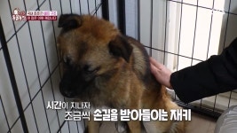 [스압] 동굴농장-야쿠르트 아줌마 껌딱지 재키 - DogDrip.Net 개드립