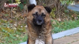 [스압] 동굴농장-야쿠르트 아줌마 껌딱지 재키 - DogDrip.Net 개드립