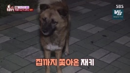 [스압] 동굴농장-야쿠르트 아줌마 껌딱지 재키 - DogDrip.Net 개드립