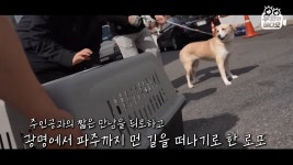 파주에서 광명까지 28일 만에 집을 찾아온 개 - DogDrip.Net 개드립