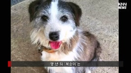 뇌진탕으로 쓰러진 주인을 구한 복순이의 최후 - DogDrip.Net 개드립