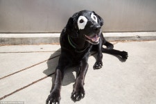 특색있는 멍뭉이들 - DogDrip.Net 개드립