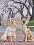 꽃구경 꽃강아지들 - DogDrip.Net 개드립