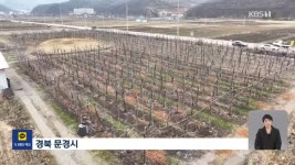 과일🍎값 올라도 돈 못 벌어…왜곡된 유통 구조 - DogDrip.Net 개드립