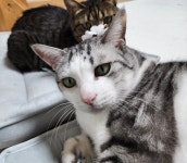 꽃냥이 - DogDrip.Net 개드립