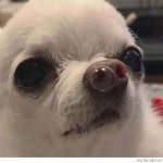 9등급도 대학가는게 좋지않음? - DogDrip.Net 개드립