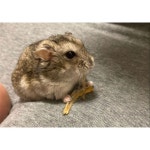 생선 뼈 발라먹는 햄스터 - DogDrip.Net 개드립