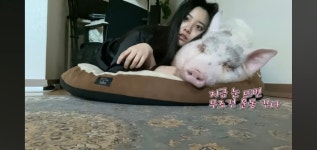 미니피그를 키우는 예쁜 누님의 하루 - DogDrip.Net 개드립