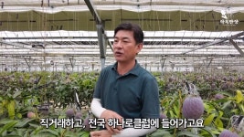 애플망고 절대 공판장에 안 판다는 사장님 - DogDrip.Net 개드립