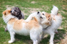 우리집 개스키들 - DogDrip.Net 개드립