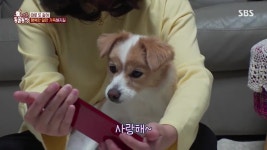 [스압] 동물농장- 우리 꿀이를 부탁합니다 - DogDrip.Net 개드립