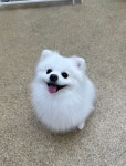우리집 댕댕이 보고가라 - DogDrip.Net 개드립