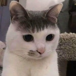 미용실 갔다가 머리 망한 단또 - DogDrip.Net 개드립