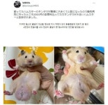 햄스터 불알이 너무 커서 동물병원 데려갔더니 - DogDrip.Net 개드립
