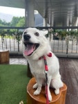 개는 똥개가 최고다 - DogDrip.Net 개드립