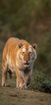 금호(golden tiger) - DogDrip.Net 개드립