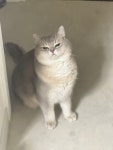 고양이 금쪽이 - DogDrip.Net 개드립