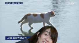 오늘자 꽁꽁 얼어붙은 한강 위를 고양이가 걸어다닙니다 - DogDrip.Net 개드립
