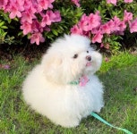 북실북실 강아지의 여행 - DogDrip.Net 개드립