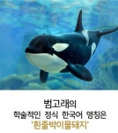 물돼지 - DogDrip.Net 개드립