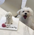 주인님 그놈은 가짜에요!!! - DogDrip.Net 개드립