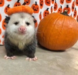 새벽에 포썸 영상올린다 - DogDrip.Net 개드립