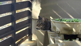 11월의 정원에는 고양이가 피어납니다. - DogDrip.Net 개드립