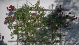 존 오브 인터레스트,스포) 이건 그냥 꽃입니다. - DogDrip.Net 개드립