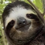 잠 들기 전에 나무늘보의 미소를 볼래? - DogDrip.Net 개드립