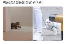 위풍당당 털동물.jpg - DogDrip.Net 개드립