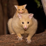 귀여운 황금털 꼬리 포섬 - DogDrip.Net 개드립