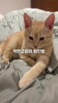 집사들 공감하는 착한 고양이 확인법 - DogDrip.Net 개드립