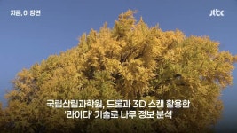 원주 반계리 은행나무의 나이는 1317살 - DogDrip.Net 개드립