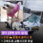 펌) 경북 상주시, 속리산휴게소(청주 방향) 댕이를 찾습니다 - DogDrip.Net 개드립 펌)  경북 상주시, 속리산휴게소(청주 방향) 댕이를... 