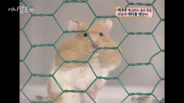 배부른 햄스터는 좁은 문을 지날때 【 　 】한다 - DogDrip.Net 개드립